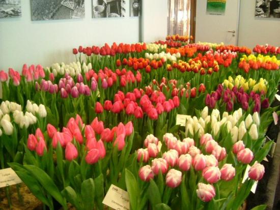 Tulipas