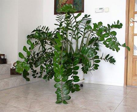 Zamioculcas