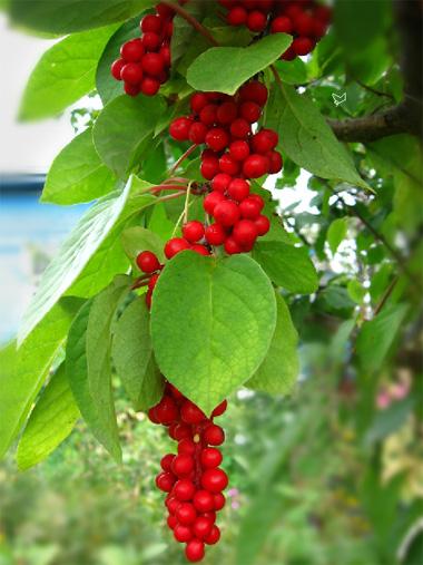 Schisandra chinensis, close-up