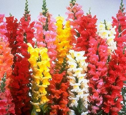 Snapdragon