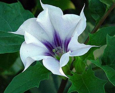 Datura roxa e branca