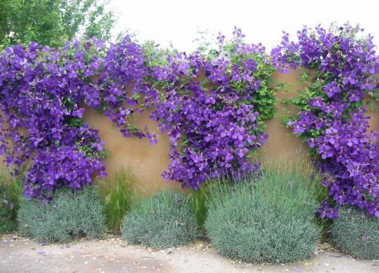 Clematis em cima do muro