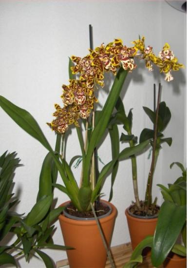 Orquídea Cambria