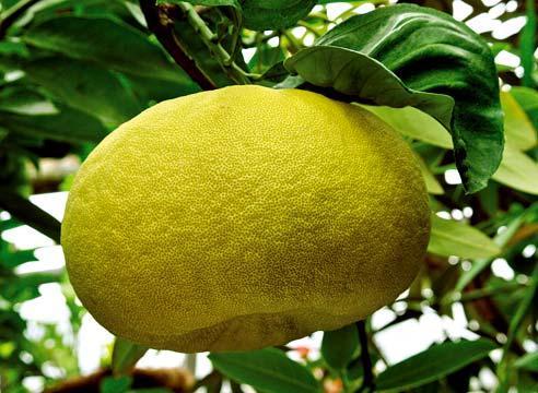 Fruta pomelo