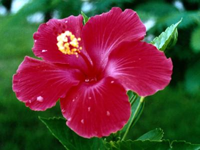 Flor de hibisco