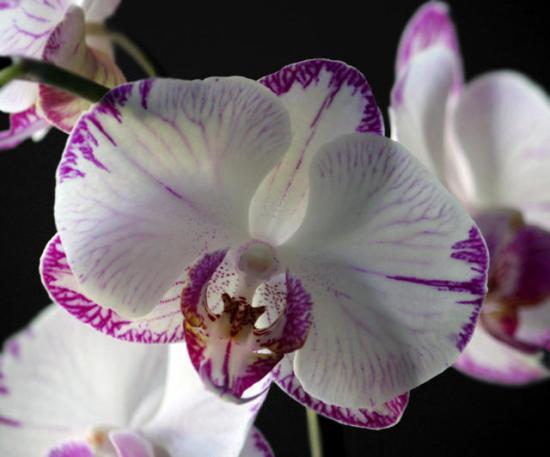 Flores de orquídea durante a floração