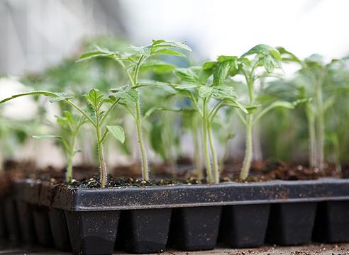 Tomates para mudas