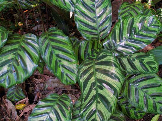 Calathea listrada