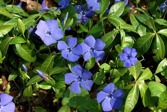 Pervinca