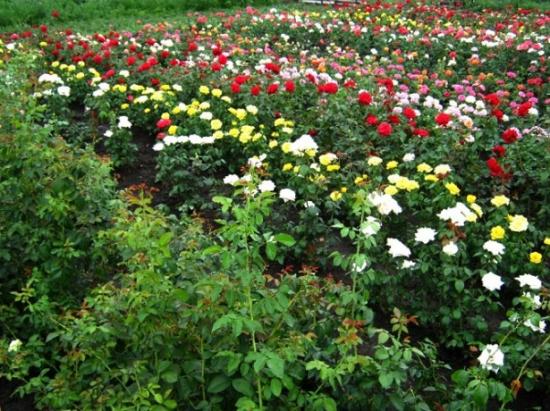 Rosas no jardim