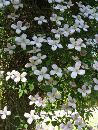 Montanha Clematite