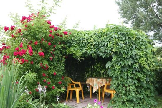 Gazebo feito de videiras no jardim