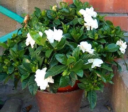 Gardênia em uma panela