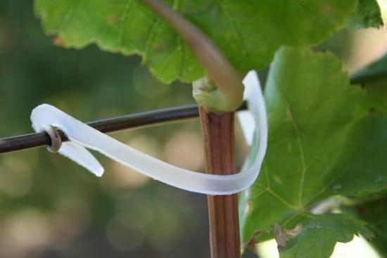 Preparando as uvas