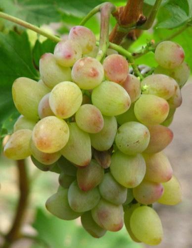 Uvas grandes e resistentes ao inverno