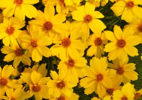 Coreopsis