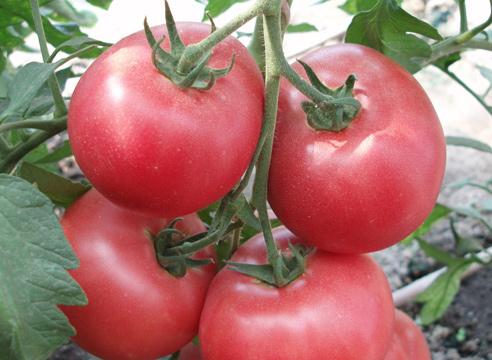 Tomates