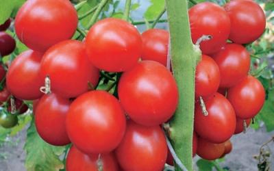 Tomates com efeito de estufa