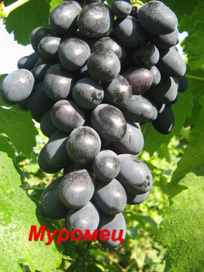 Uvas Muromets