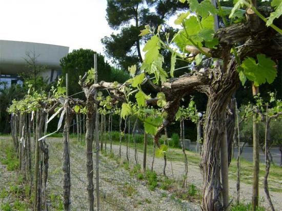 Uvas, regras de poda