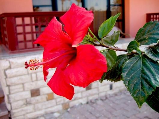 Flores de hibisco