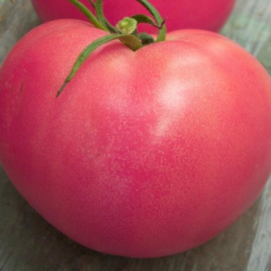 Tomate rosa