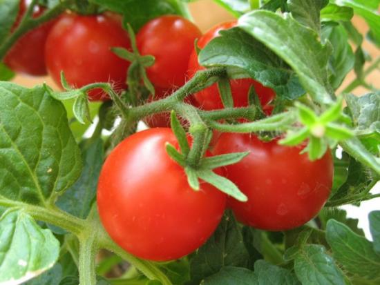 Variedade de tomate para estufa