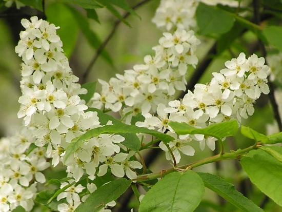 Flores de cereja de pássaro