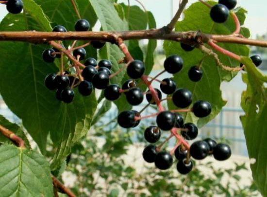 Bagas de cereja de pássaro