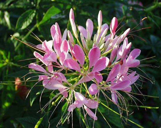 Flor Cleome