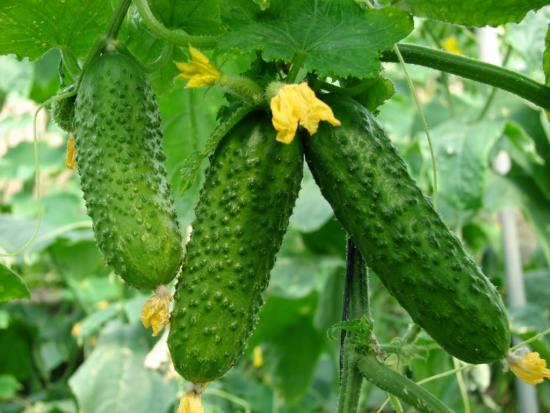 Pepinos em casa de vegetação