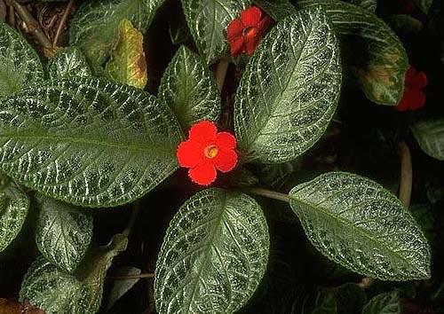 Episcia 