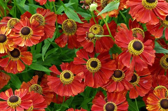 Outono de Helenium