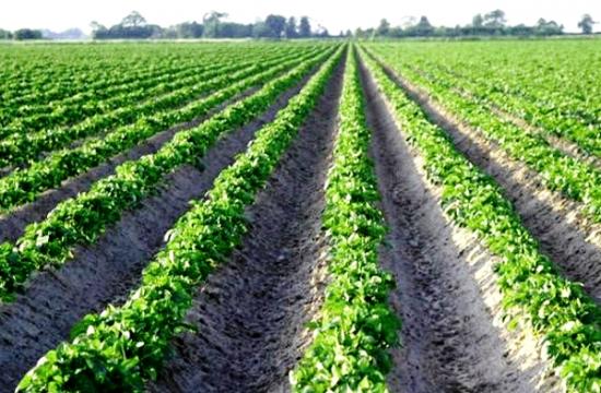 Plantando batatas