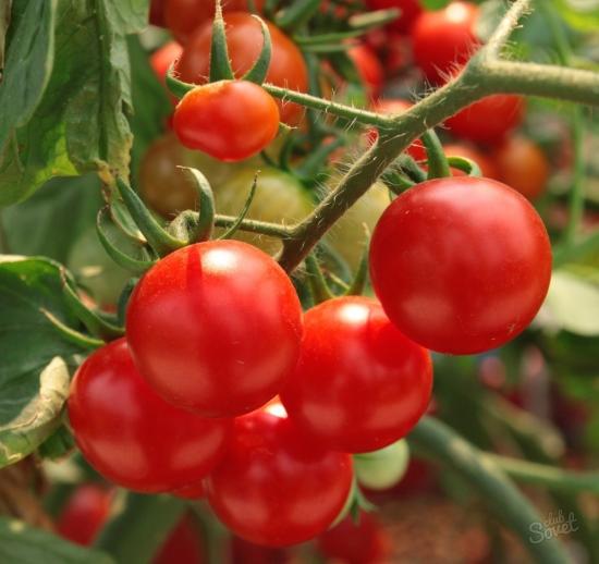 Tomates de baixo crescimento