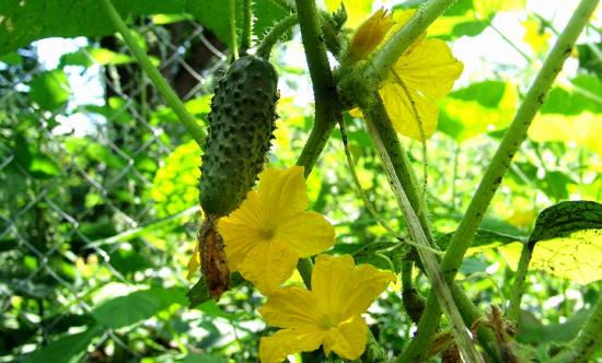 Pepinos em casa de vegetação