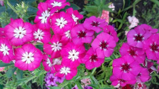 Phlox anuais