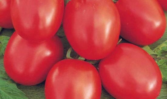 Tomate precoce resistente