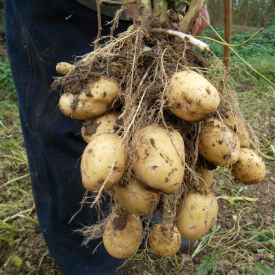 Tubérculos de batata