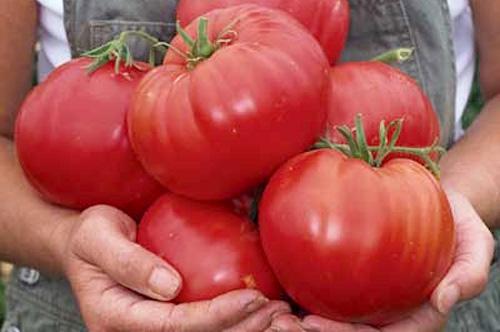 Tomates para a Sibéria