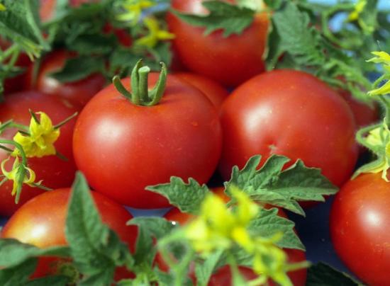 Tomates com tecnologia holandesa