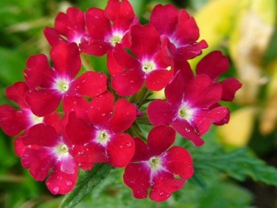 Flor de verbena