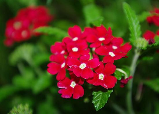 Verbena no jardim