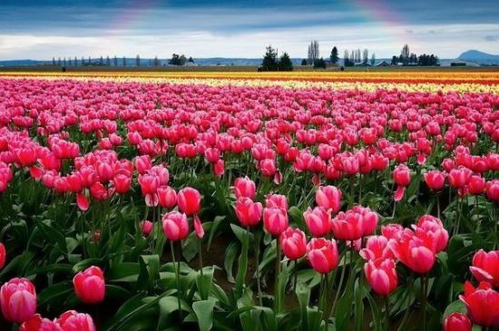 Tulipas