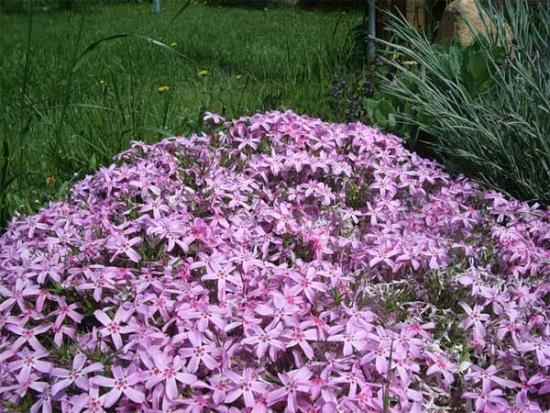 Flores perenes de baixo crescimento