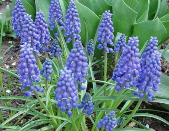 Flor de muscari