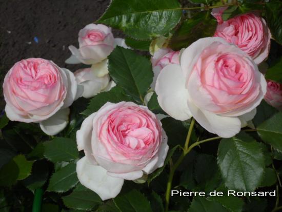 Rosa Pierre de Ronsard