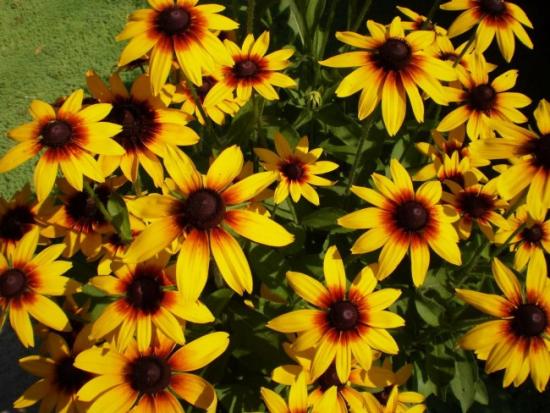 rudbeckia