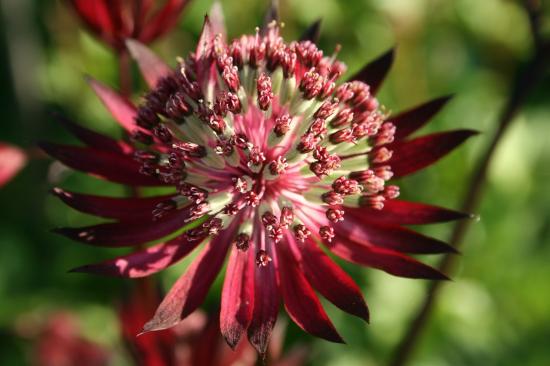 Astrantia grande