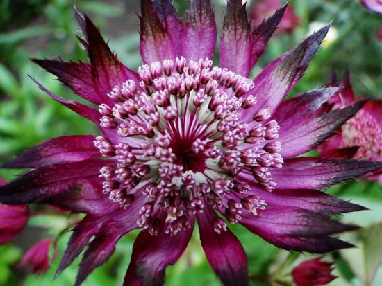 Flor de Astrantia